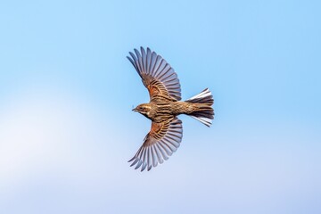 Fototapeta na wymiar Common reed bunting soaring through the sky on a cloudy day, illuminated by a vivid blue hue