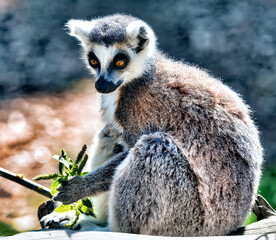 Lemur