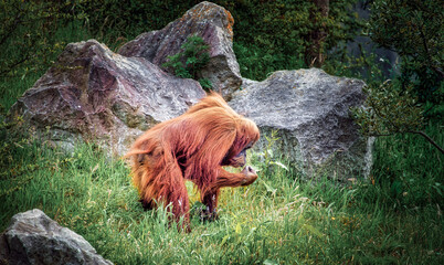 Orangutan