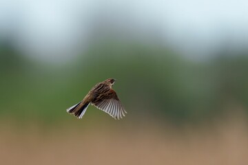 Common Reed Bunting bird gracefully flies through a clear sky, its wings outstretched
