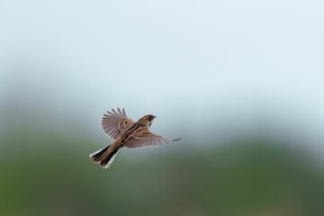 Common Reed Bunting bird gracefully flies through a clear sky, its wings outstretched