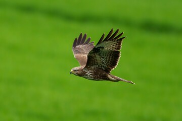Closeup of a hawk flying over green plants