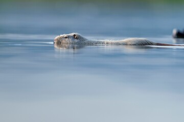 Closeup of a white beaver swimming in a tranquil lake - obrazy, fototapety, plakaty