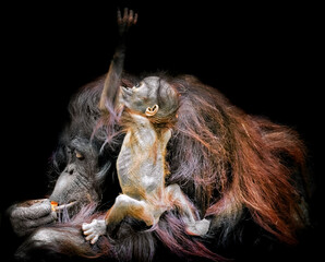 Orangutan and baby © Terry