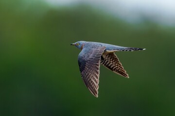 Common cuckoo (Cuculus canorus) soaring against a green blurred background
