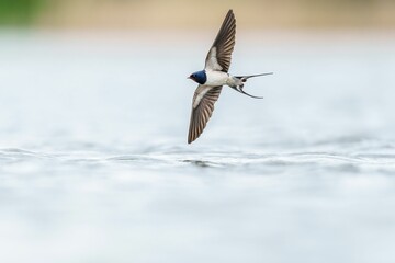 Closeup of a barn swallow flying over a lake with a blurry background