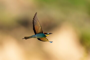 Selective focus shot of a European bee-eater bird flying in a park