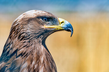 Steppe Eagle Profile Close Up