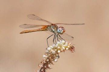Red-veined darter