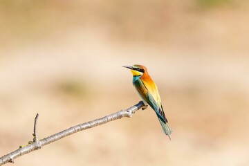 Selective focus shot of a European bee-eater bird perched on a branch