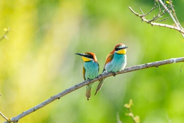 Selective focus shot of European bee-eater birds perched on a branch
