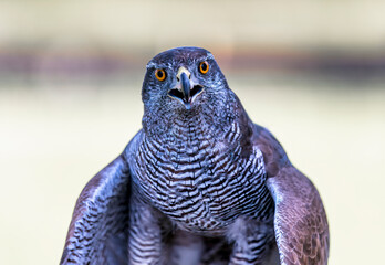 Sparrowhawk