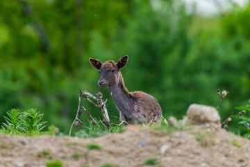 Deer against the backdrop of lush greenery.