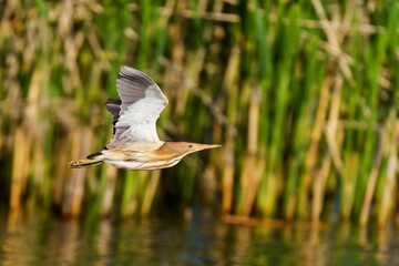 Closeup of a little bittern (Ixobrychus minutus) flying over a tranquil lake