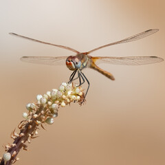 Red-veined darter