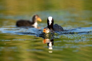 Closeup of Eurasian coots swimming in the river on a sunny day