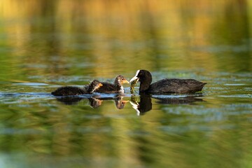 Closeup of Eurasian coots swimming in the river on a sunny day