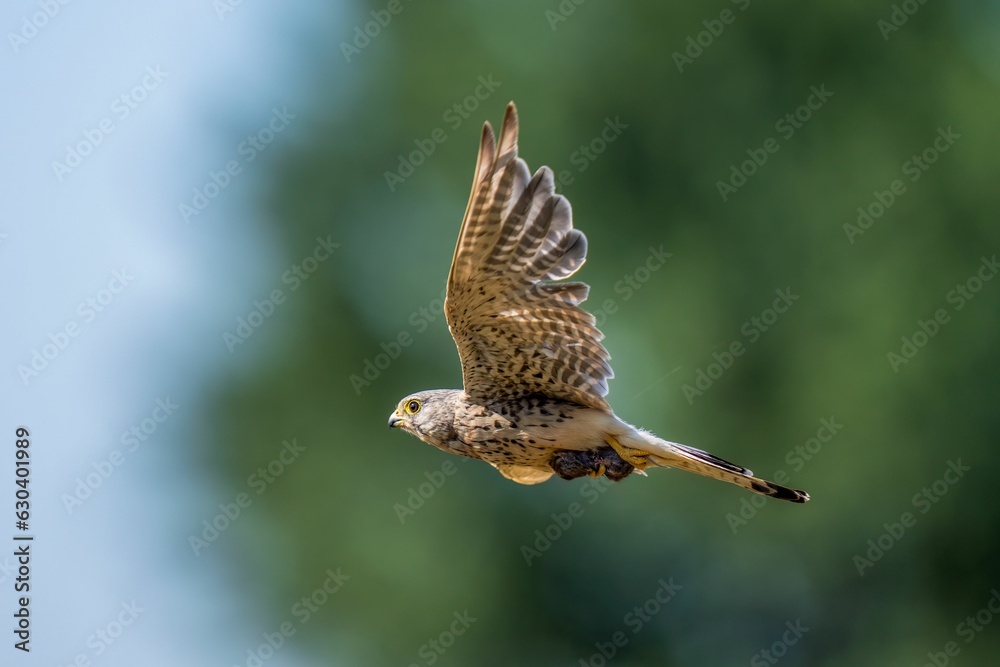 Poster Common kestrel bird flying on the background of trees