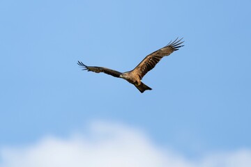 a hawk is flying over the blue sky and cloudless day