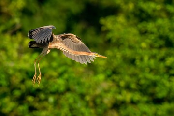 Majestic Great Blue Heron soars gracefully over a tranquil forest of lush green trees