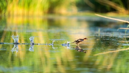 Beautiful duck in flight soaring above a tranquil body of water