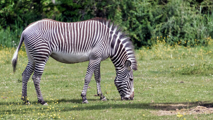 zebra in the grass © Terry