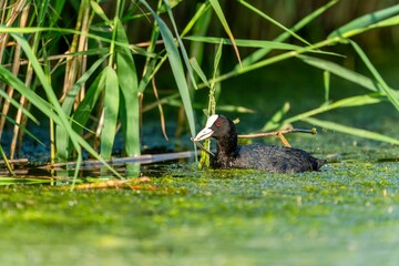 Eurasian coot swimming in a tranquil pond surrounded by lush vegetation