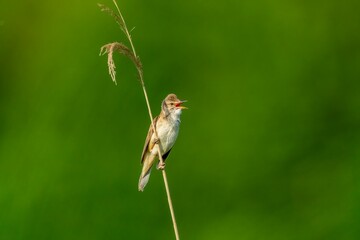 Great reed warbler chirping on a thin hairgrass stem