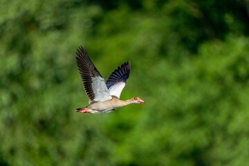 Majestic Egyptian goose flying close to lush trees