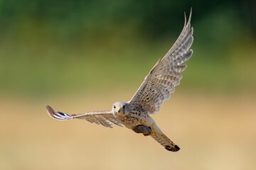 Common kestrel bird flying on the background of trees