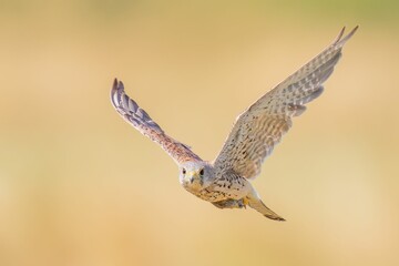 Common kestrel bird flying over an arid landscape