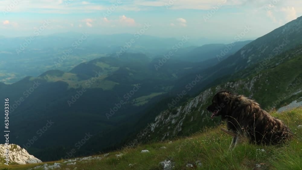 Sticker sarplaninac dog relaxing on a green top hill with hazy canyon green mountains