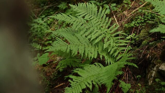Bush of ferns growing in a green forest