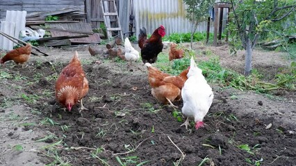 Free range chickens dig and scratch the ground with their feet, peck and feed.