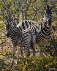 mum and baby zebras