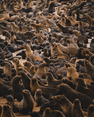Huge colony of sea lions