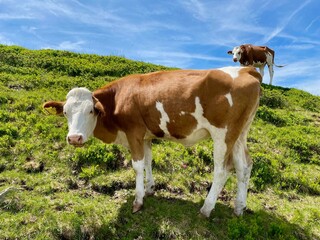 Fototapeta na wymiar Kühe beim Stemmerkogel in der Nähe von Saalbach-Hinterklemm