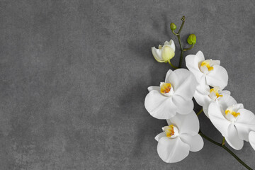 Fototapeta na wymiar Flowers trendy composition. White orchid flowers on gray stone background. Flat lay, top view, copy space