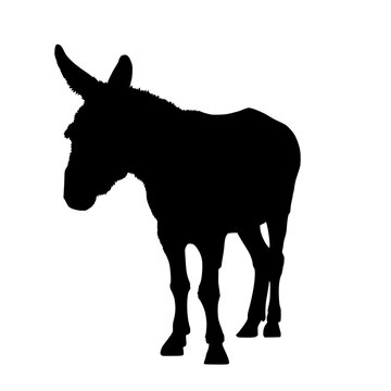Black silhouette of a donkey isolated on white background. vector logo of a mule. black icon of a horse. vector illustration of a john.