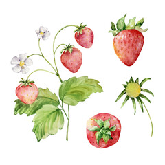 Watercolor bright red strawberry, berry