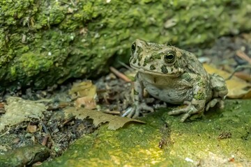 a frog sitting on a moss covered rock in the woods