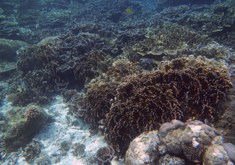 Naklejka na ściany i meble Underwater coral landscape, Yenbuba Island, Raja Ampat, South West Papua, Indonesia