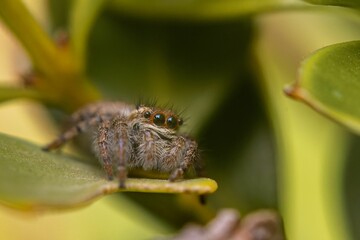 Fototapeta premium Small jumping spider perched atop a vibrant green plant leaf