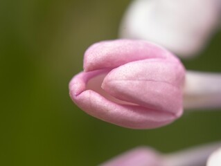 Closeup of a small blooming pink flower on the backdrop of lush foliage