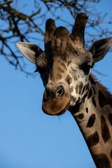 Naklejka premium Closeup shot of the head of a giraffe