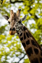 Closeup shot of the head of a giraffe