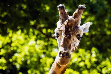Obraz premium Closeup shot of the head of a giraffe
