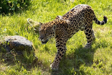 Majestic jaguar in its natural habitat