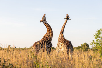 namibia giraffe