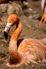 Beautiful pink flamingo at the zoo